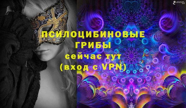 прущие грибы Саяногорск